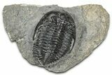 Detailed Hollardops Trilobite Fossil - Ofaten, Morocco #327541-3